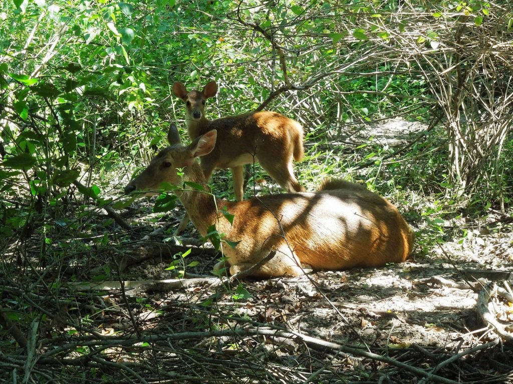 Bali Barat National Park | Rama Tours