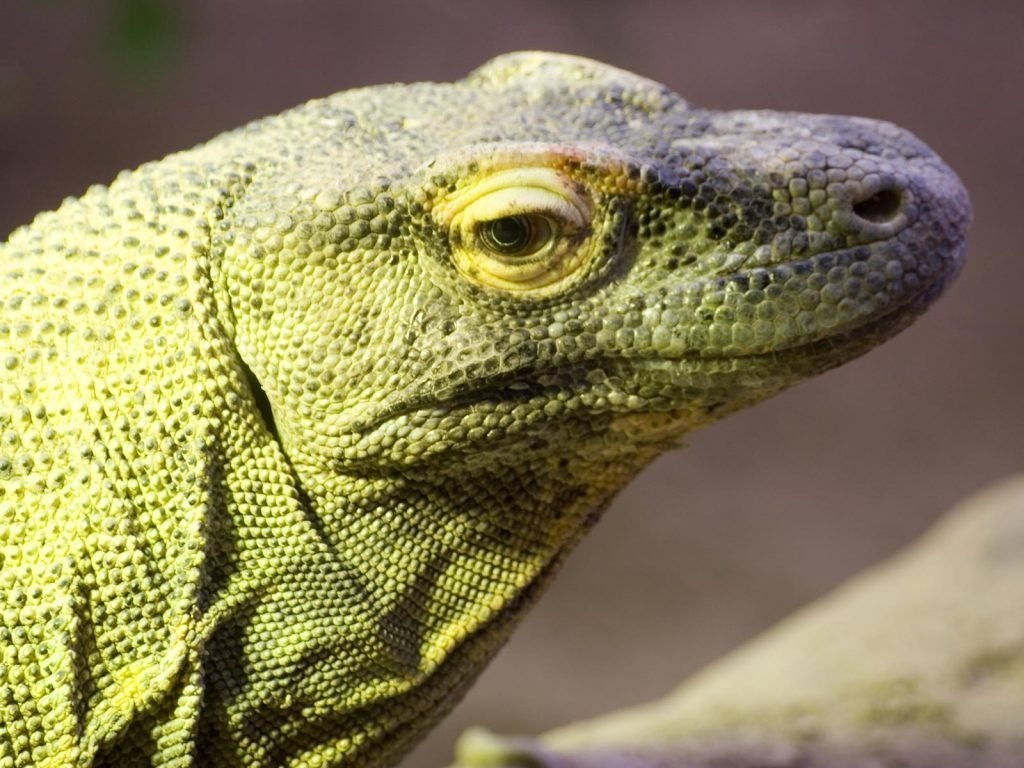 Flores, Komodo eilanden