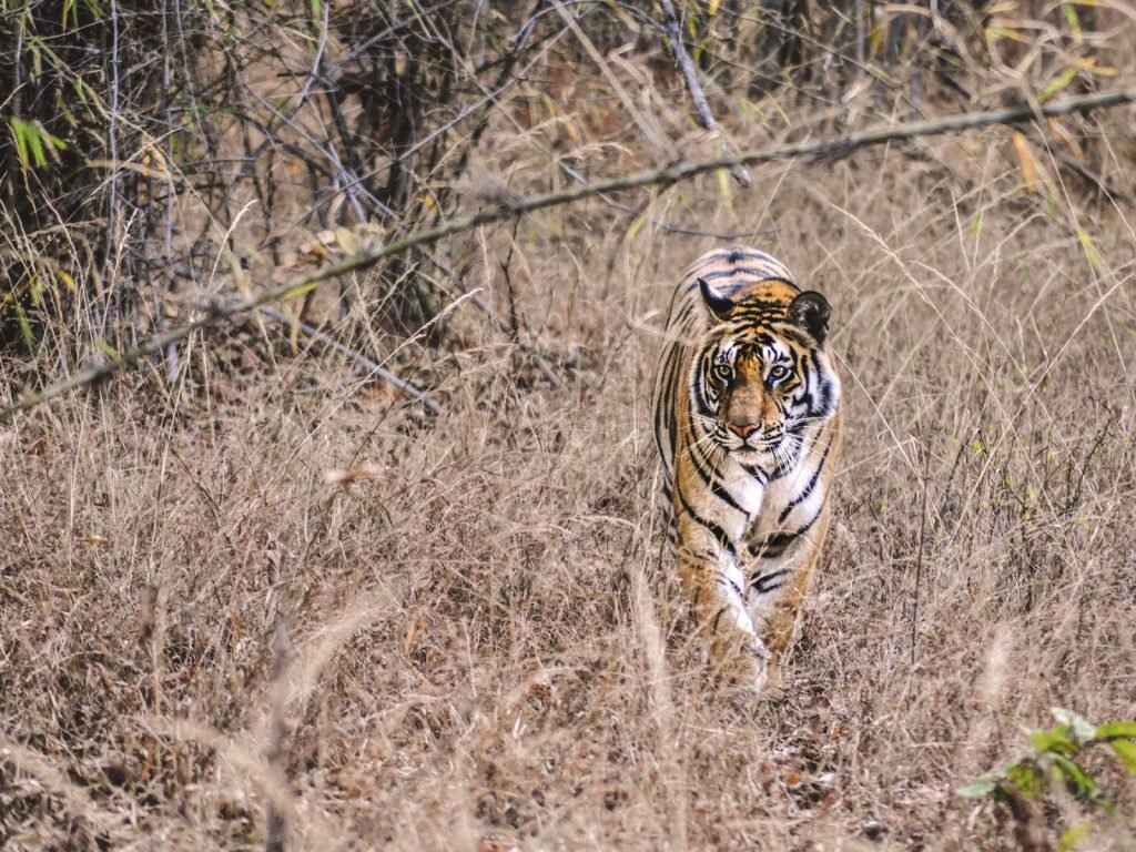 Bandhavgarh National Park | Rama Tours
