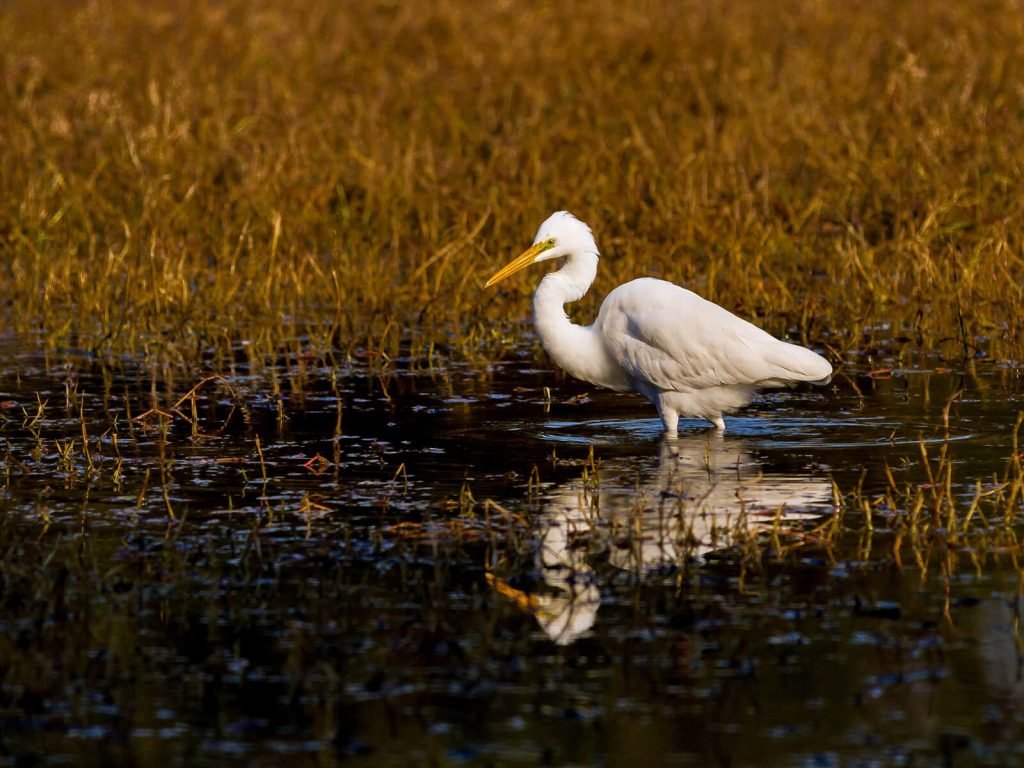 Bharatpur Bird Sanctuary | Rama Tours