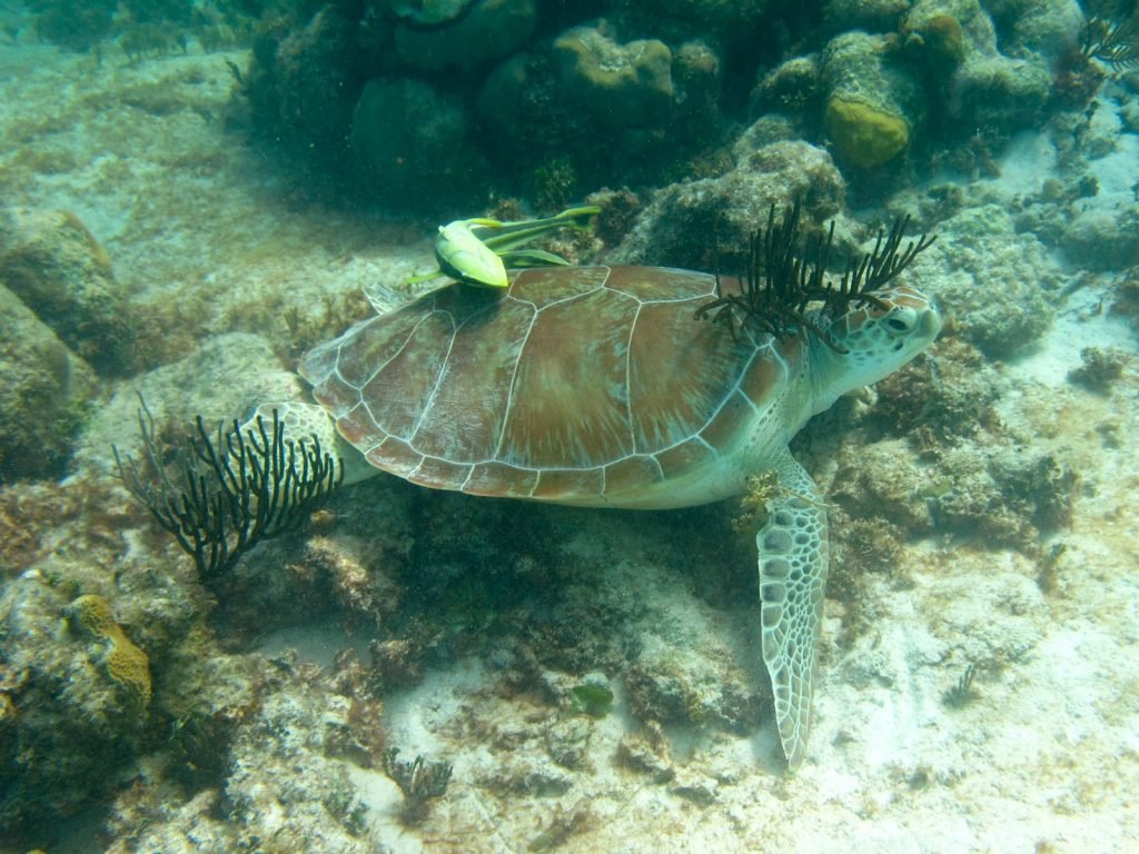 Selingan Island | Rama Tours