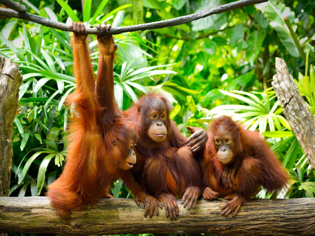 Sepilok orang-oetan opvangcentrum | Rama Tours