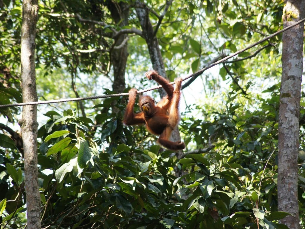 Semenggoh orang-oetan opvangcentrum | Rama Tours
