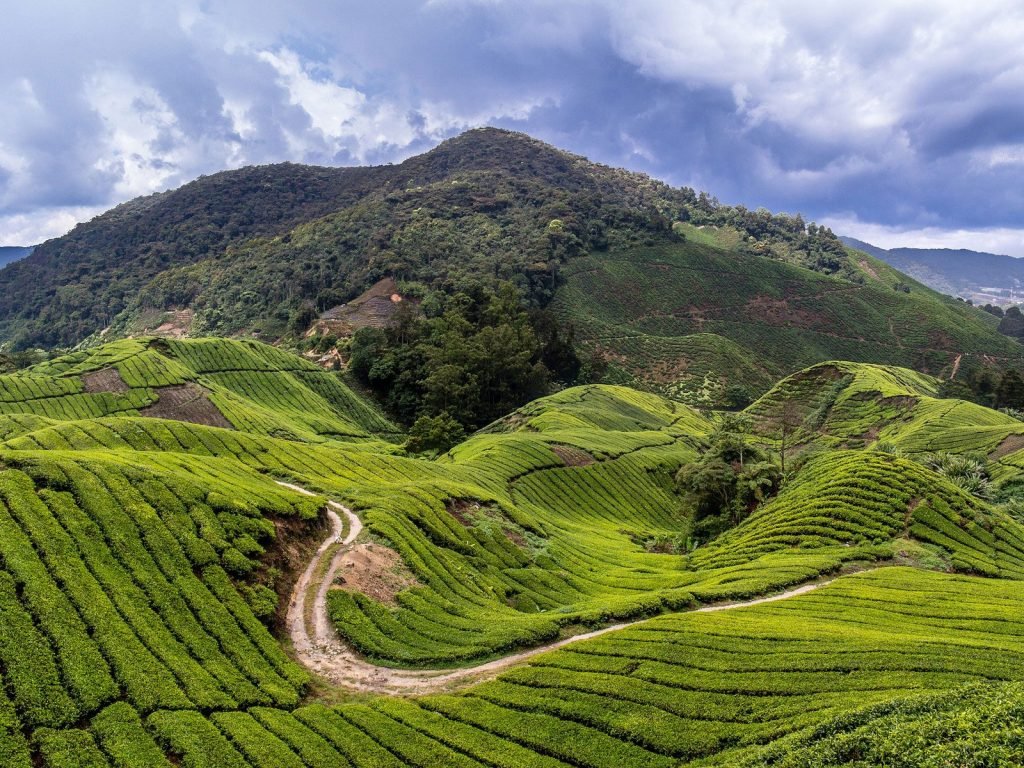 Cameron Highlands | Rama Tours