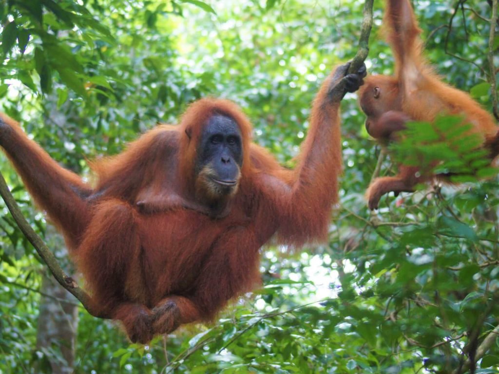 Bukit Lawang | Rama Tours