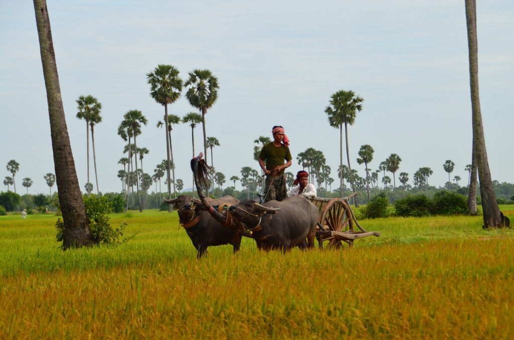 Karakteristiek Cambodja
