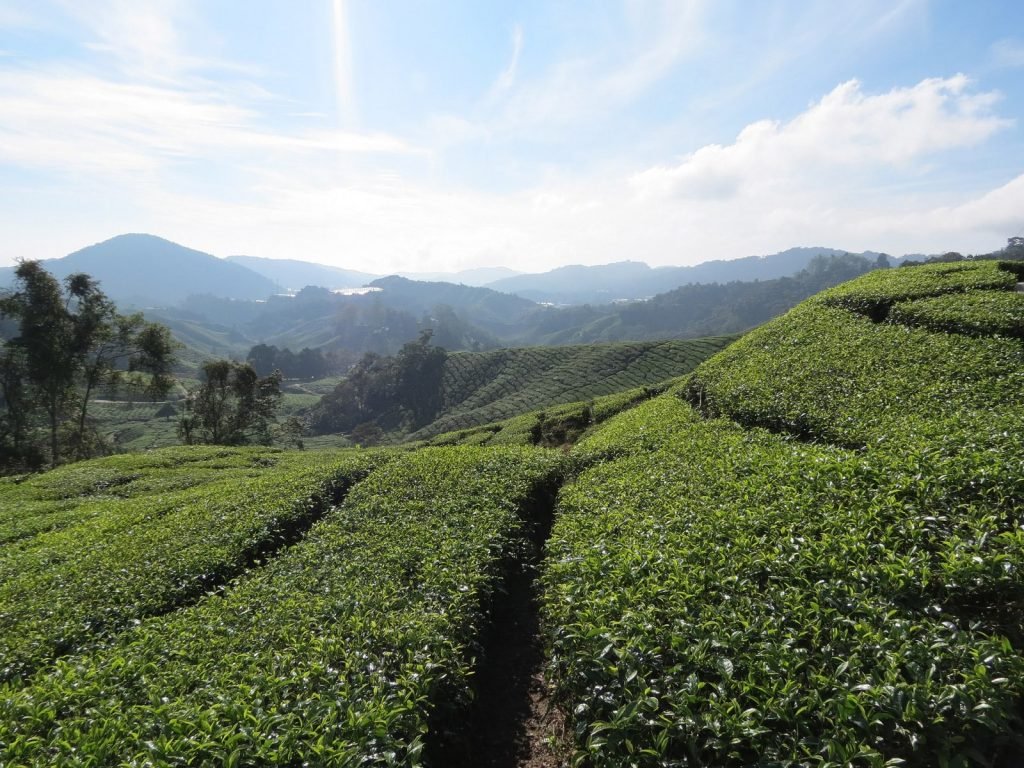 rondreis maleisie west-maleisie cameron highlands header