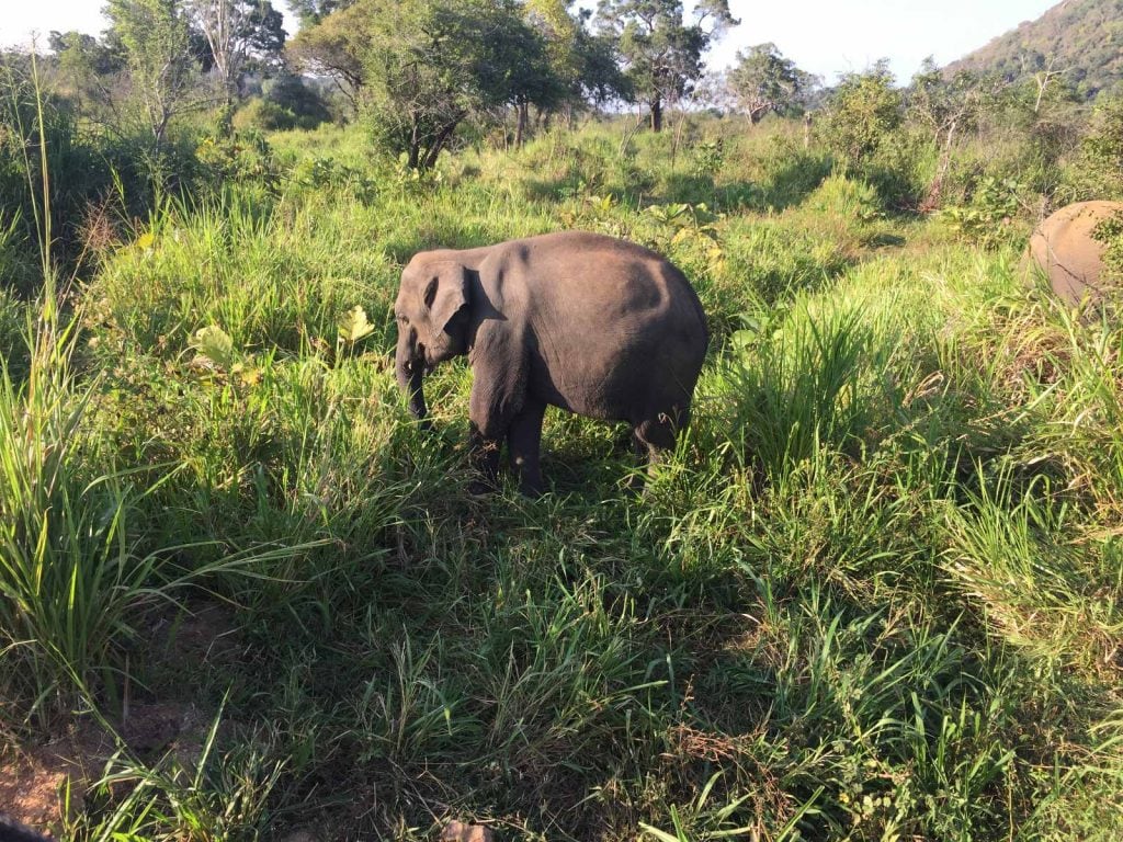 Minneriya National Park | Rama Tours