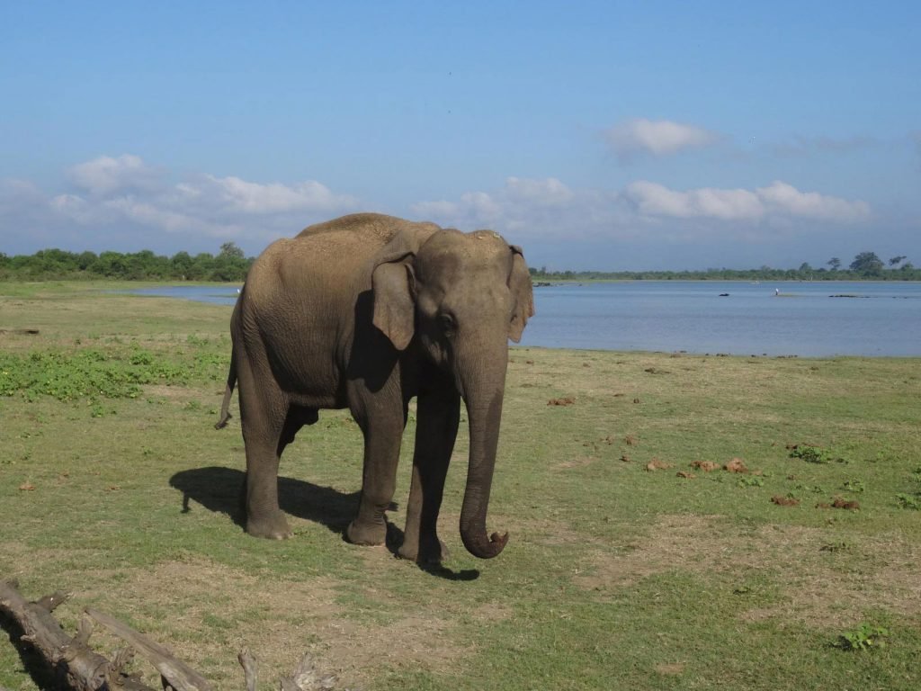 Udawalawe National Park