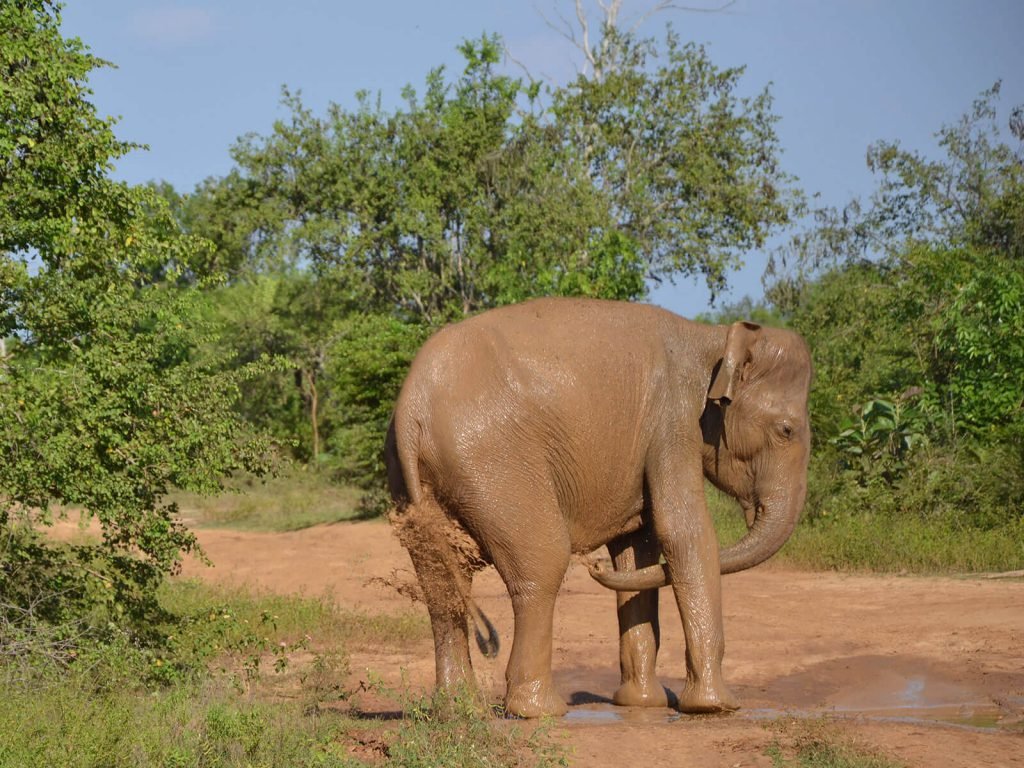 Udawalawe National Park