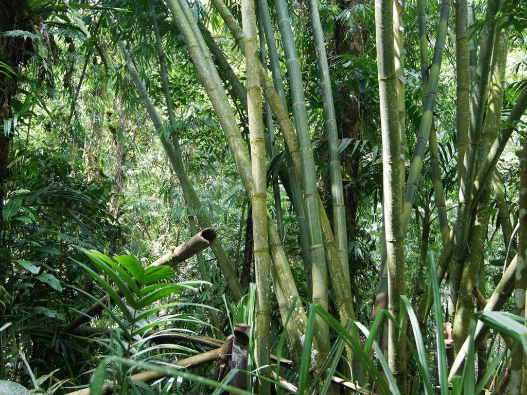 Halimun National Park | Rama Tours