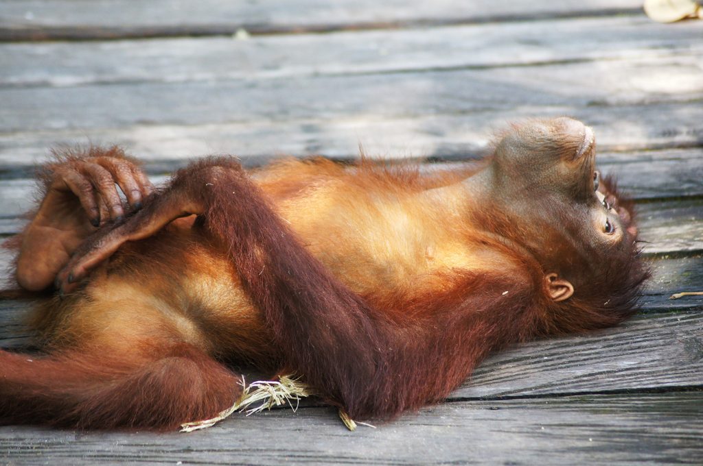 Kalimantan, jungle en bountyeilanden