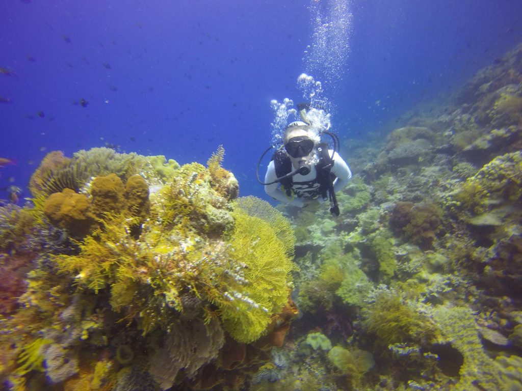 Wangi Wangi