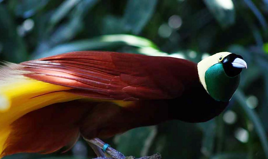 Papua, op zoek naar de paradijsvogel