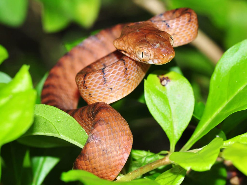 Bogani Nani Wartabone National Park | Rama Tours