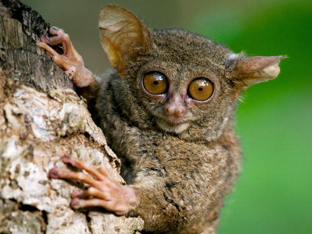 Verrassend Sulawesi